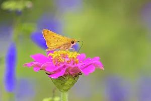 Alighting Prints: Fiery Skipper on Zinnia, Marion County, Illinois. (Editorial Use Only)