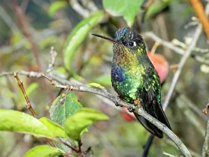 Images Dated 2022 August: Fiery-throated hummingbird, Costa Rica, Central America