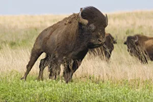 Oklahoma Prints: Fiesty young bison