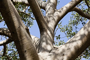 Images Dated 12th October 2010: Fig Tree near the Escarpment of the Semien Mountains, Ethiopia