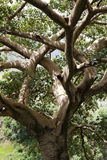 Gravel Prints: Fig Tree near the Escarpment of the Semien Mountains, Ethiopia