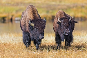 New Images March 2024 Part 1 Prints: A fight is brewing between these two bison