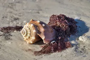 Prints of Fighting conch shell, Honeymoon Island State Park, Dunedin, Florida, USA Images Dated 2017 December: Fighting conch shell, Honeymoon Island State Park, Dunedin, Florida, USA