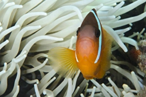 Anemone Prints: Fiji Anemonefish (Amphiprion barberi), Sheltering in host anemone for protection, Fiji