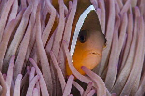 Images Dated 12th April 2014: Fiji Anemonefish (Amphiprion barberi), Sheltering in host anemone for protection, Fiji