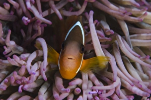 Fiji Anemonefish (Amphiprion barberi), Sheltering in host anemone for protection, Fiji