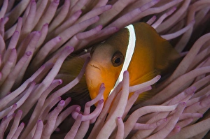 Images Dated 12th April 2014: Fiji Anemonefish (Amphiprion barberi), Sheltering in host anemone for protection, Fiji