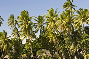 Images Dated 8th September 2006: Fiji, Beqa Island. (PR)