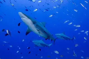 Fish Prints: Fiji. Close-up of bull sharks. Credit as: Jones & Shimlock / Jaynes Gallery / DanitaDelimont