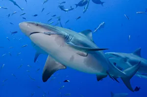 Oceania Prints: Fiji. Close-up of bull sharks. Credit as: Jones & Shimlock / Jaynes Gallery / DanitaDelimont