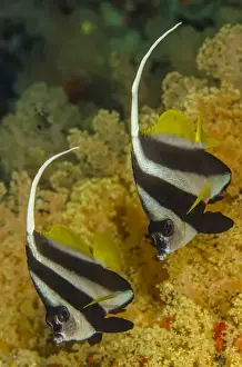 Fish Prints: Fiji. Close-up of butterflyfish