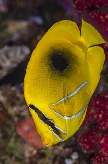 Oceania Prints: Fiji. Close-up of eclipse butterflyfish. Credit as: Jones & Shimlock / Jaynes Gallery