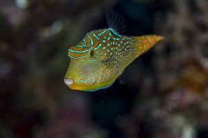 Fish Prints: Fiji. Close-up of Papua toby fish