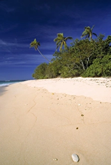 Tavarua Prints: Fiji Islands, Tavarua. A shell washes up onto the fine