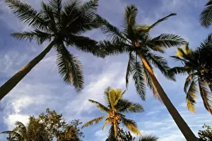 Tavarua Prints: Fiji Islands, Tavarua. Stately coconut palms are washed by the red glow of sunset on Tavarua