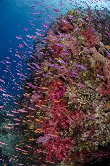 Oceania Prints: Fiji. Reefscape with coral and anthias. Credit as: Jones & Shimlock / Jaynes Gallery