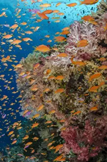 Fish Prints: Fiji. Reefscape with coral and anthias. Credit as: Jones & Shimlock / Jaynes Gallery