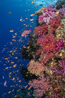 Oceania Prints: Fiji. Reefscape with coral and anthias. Credit as: Jones & Shimlock / Jaynes Gallery