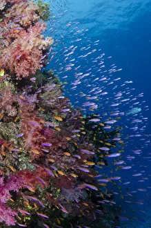 Oceania Prints: Fiji. Reefscape with coral and anthias. Credit as: Jones & Shimlock / Jaynes Gallery