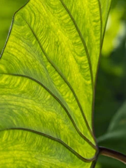Fiji, Taveuni Island. Back-lit close-up of a green leaf showing veins