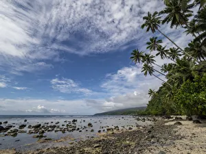 Fiji, Taveuni Island. Beach with palm trees and white clouds