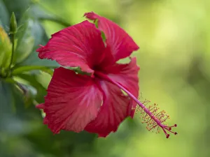 Taveuni Prints: Fiji, Taveuni Island. Close-up of Hibiscus flower