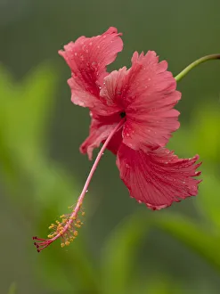 Oceania Prints: Fiji, Taveuni Island. Close-up of hibiscus flower