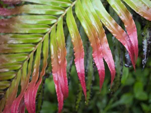 Fiji, Taveuni Island. Close-up of a red-tipped Fern