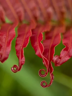 Oceania Prints: Fiji, Taveuni Island. Close-up of a red-tipped Fern