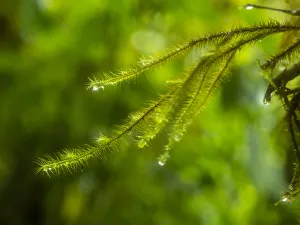 Fern Prints: Fiji, Taveuni Island. Close-up of a small fern with water drops