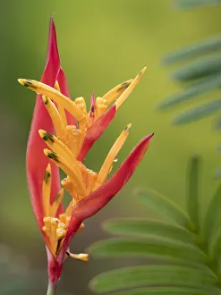 Taveuni Prints: Fiji, Taveuni Island. False Bird Of Paradise Flower (Heliconia psittacorum)