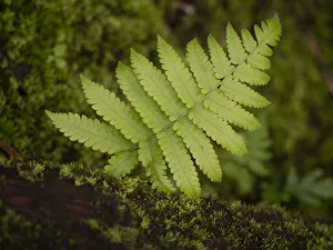 Oceania Prints: Fiji, Taveuni Island. Small fern on a moss-covered log