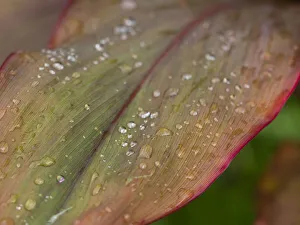 Taveuni Prints: Fiji, Taveuni Island. Water droplets on a red and green leaf