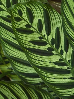Copy Space Prints: Fiji, Vanua Levu. Back-lit green leaves showing veins