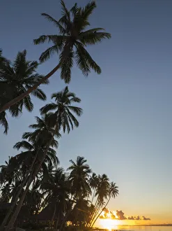Oceania Prints: Fiji, Vanua Levu. Beach sunset with palm trees