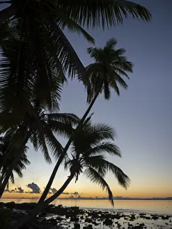 Oceania Prints: Fiji, Vanua Levu. Beach sunset with palm trees