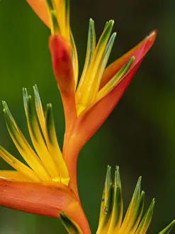 Oceania Prints: Fiji, Vanua Levu. Close-up of Bird Of Paradise plant