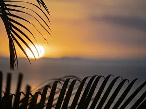 Fiji, Vanua Levu. Palm fronds silhouetted in sunset over the ocean