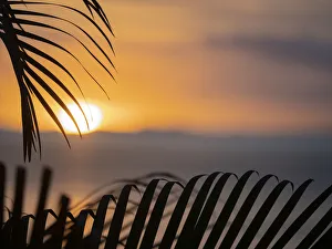 Oceania Prints: Fiji, Vanua Levu. Palm fronds silhouetted in sunset over the ocean