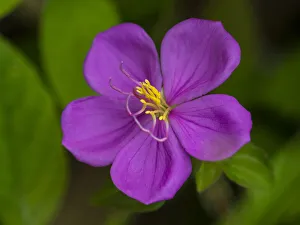 Merrill Images Prints: Fiji, Vanua Levu. Purple flower with yellow stamens