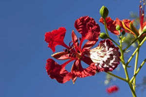 Images Dated 30th December 2005: Fiji, Viti Levu Island. Flower