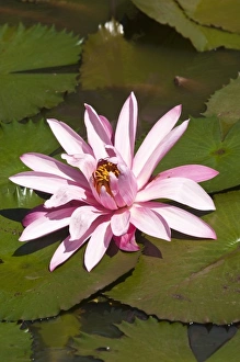 Images Dated 2nd January 2006: Fiji, Viti Levu Island. Water lily flower