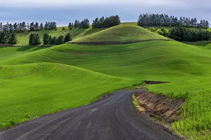 Gravel Prints: Filan gravel road in rolling hills of wheat near Colfax, Washington State, USA