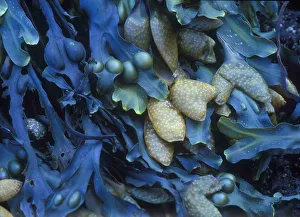 Prints of One finds this kelp growing on the beach in Hellnar, Iceland Images Dated 2018 June: One finds this kelp growing on the beach in Hellnar, Iceland