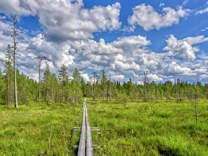 Images Dated 17th July 2024: Finland, Kuusamo, Oulanka National Park. Elevated path crossing a marsh