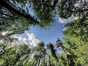 Images Dated 17th July 2024: Finland, Kuusamo, Oulanka National Park