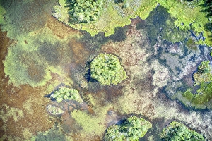 Images Dated 17th July 2024: Finland, North Ostrobothnia, Rukatunturi area. Marshland