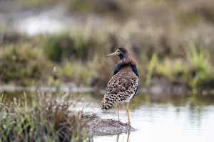 Images Dated 3rd June 2021: Finland, Northern Ostrobothnia, Oulu, ruff, Philomachus pugnax