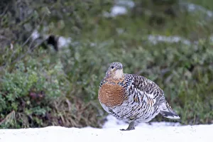 Images Dated 2nd June 2021: Finland, Northern Ostrobothnia Region, Kuusamo, western capercaillie