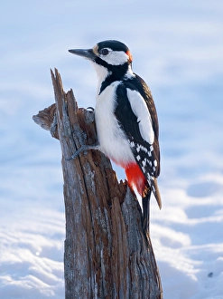 Lapland Prints: Finland, Oulanka. Great spotted woodpecker during winter near Oulanka National Park